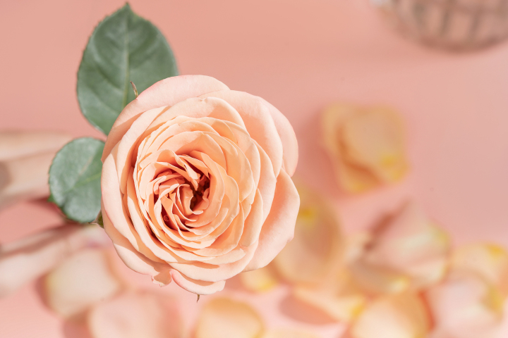 卡布奇诺粉色玫瑰正面高清图版权图片下载