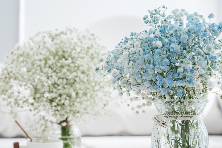 白色蓝色满天星鲜花花束图版权图片下载