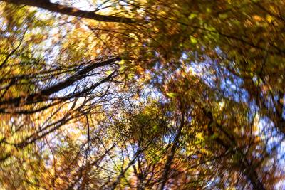 秋季树林树枝仰拍高清图