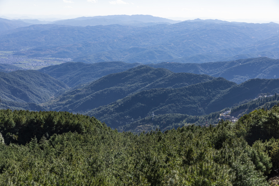 大自然景色树林远景图