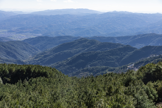 大自然景色树林远景图
