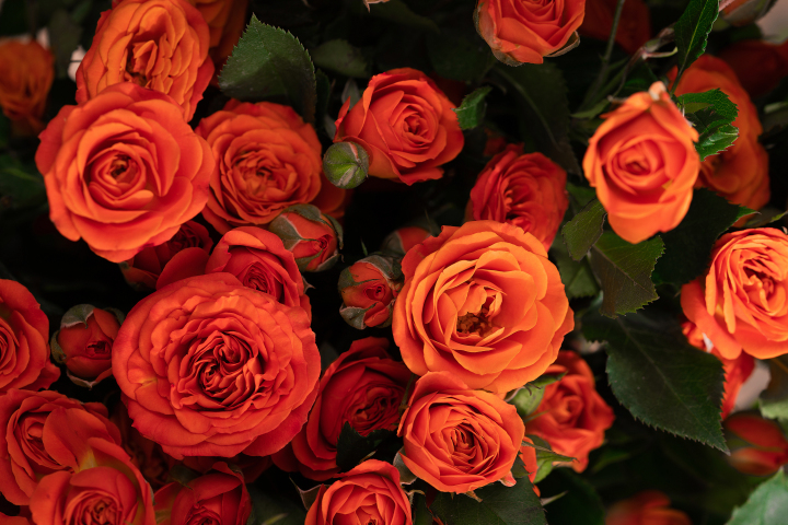 橙色芭比玫瑰墙鲜花艺术版权图片下载