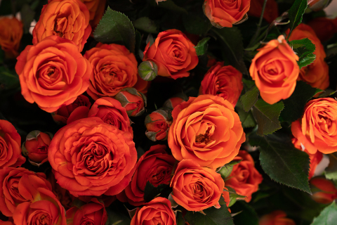 橙色芭比玫瑰墙鲜花艺术图片