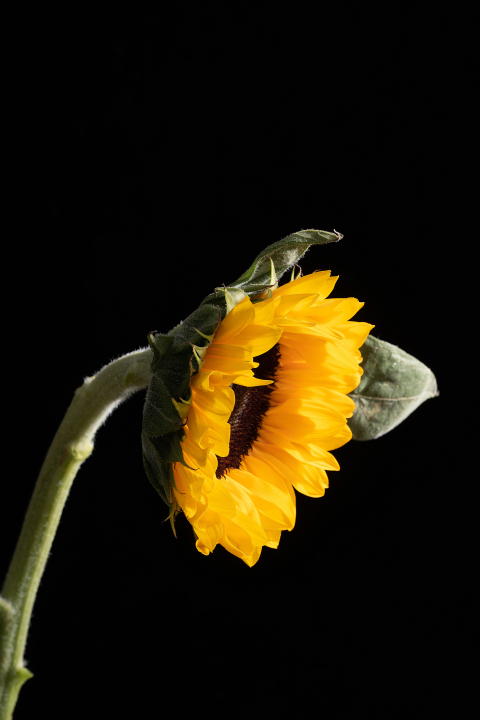 一枝太阳花向日葵高清图版权图片下载