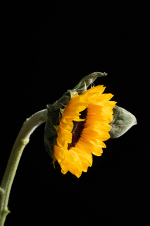 一枝太阳花向日葵高清图