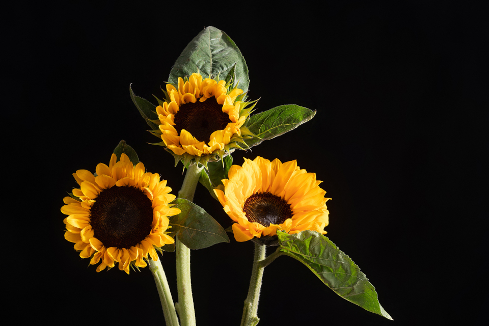 小清新自然向日葵高清图