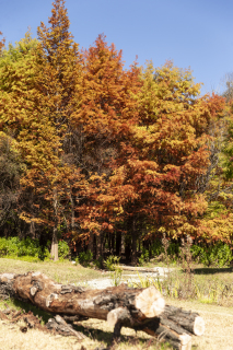 自然森林秋色树木植物图片