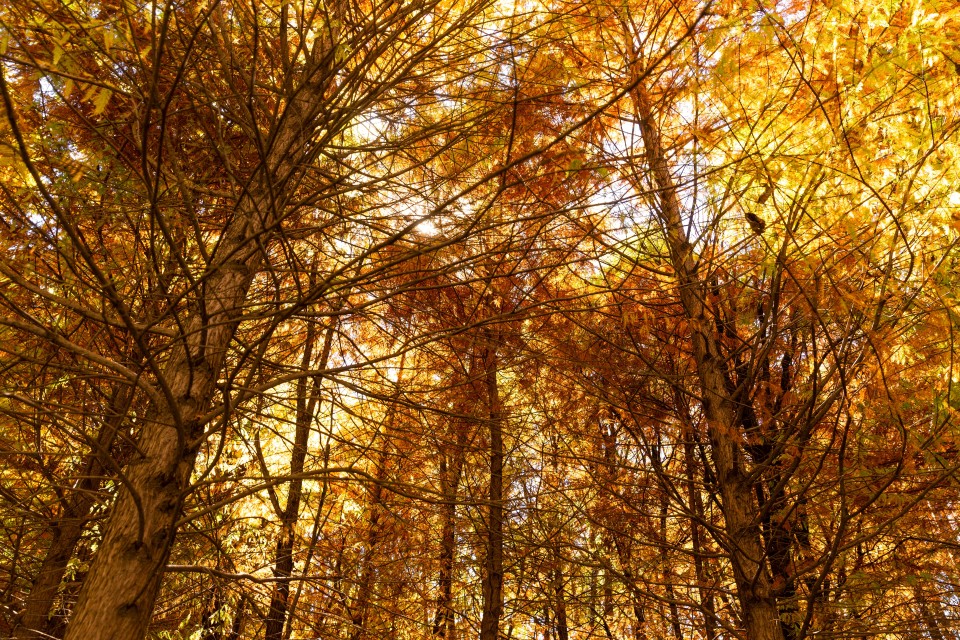 黄色枫叶秋季美景实拍图