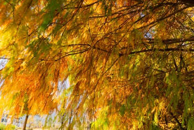 秋季红色枫林高清图