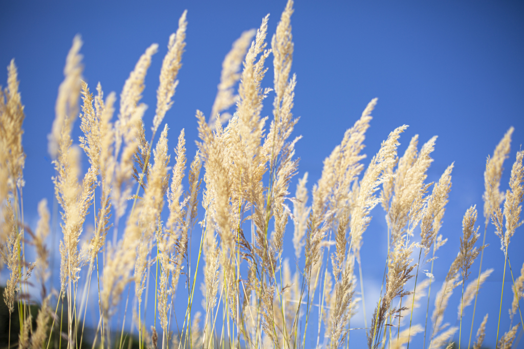 春天黄色自然芦苇清新版权图片下载