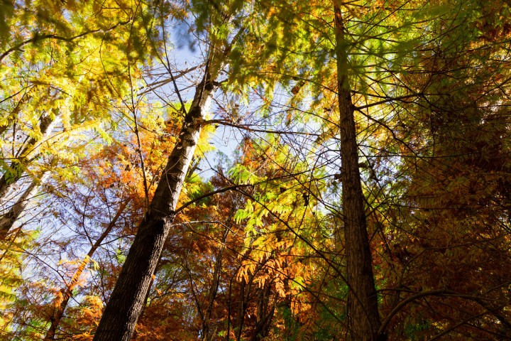 枫树林秋季风景高清图版权图片下载