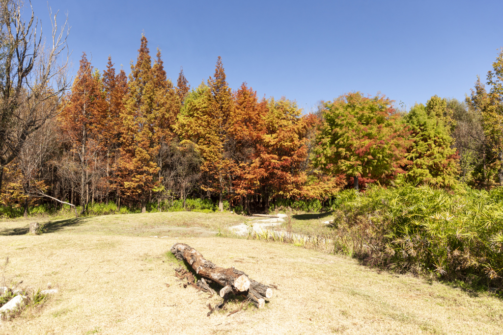 户外森林绿植园林版权图片下载