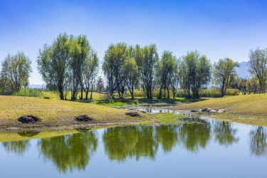 自然风景河流大树景色图片