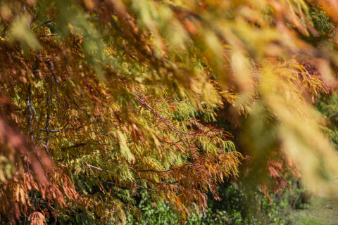 秋季红色树林实拍高清图