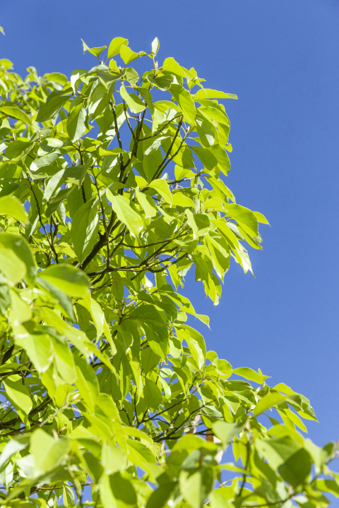 蓝天白云下的鲜艳绿色植物图版权图片下载