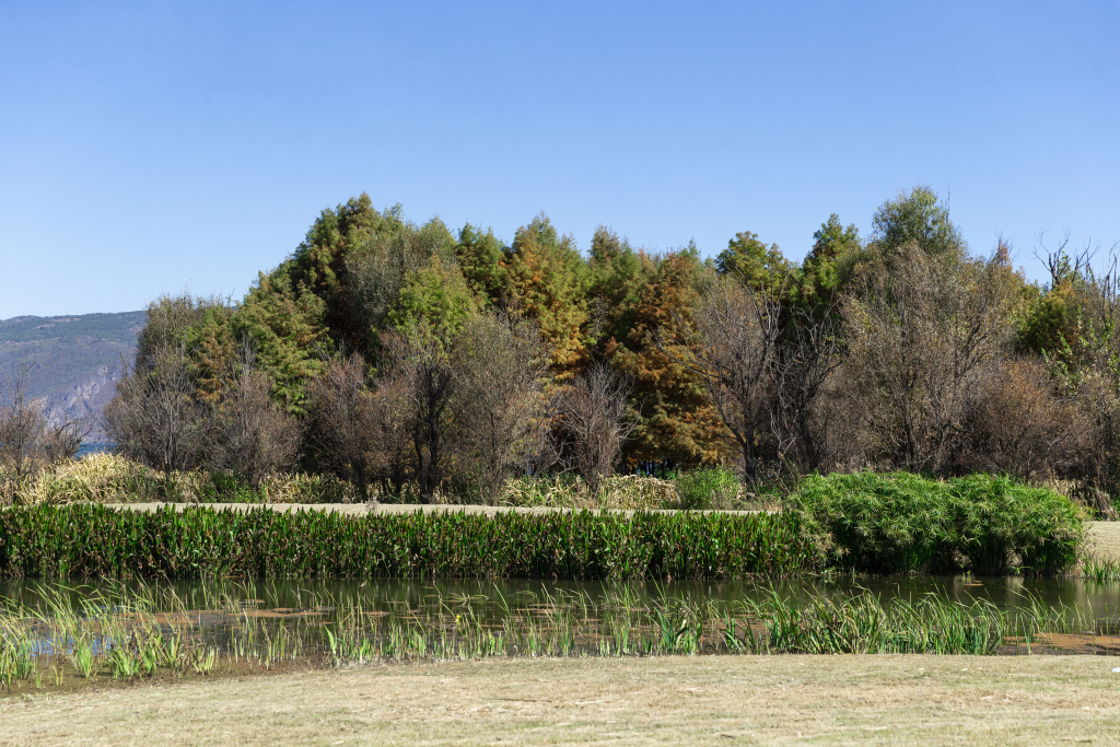 绿植森林自然风光高清图版权图片下载