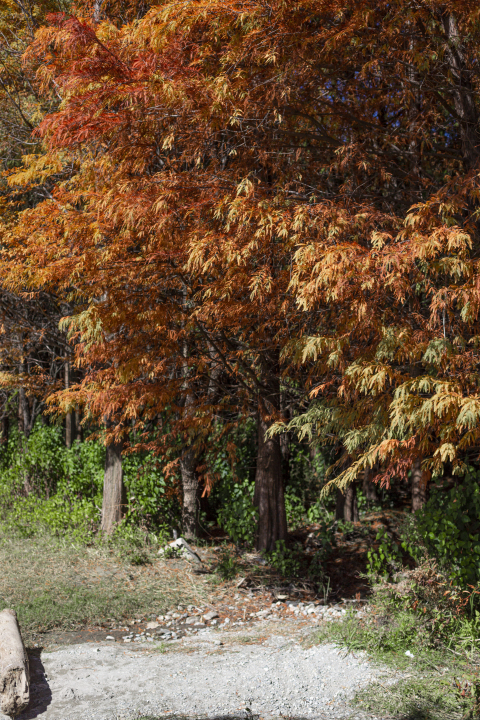 红色枫叶树林风景区高清图版权图片下载