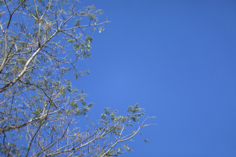 蓝色天空大树植物仰拍高清图