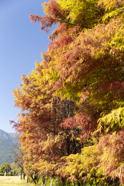 红色枫林秋季美景实拍图