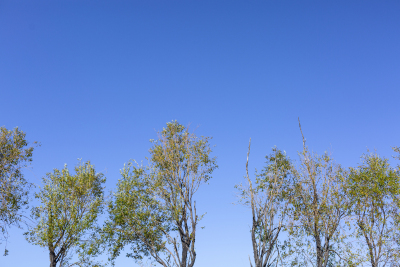 蓝色天空下旱柳实拍图