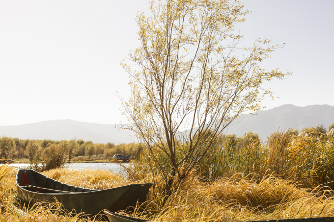 黄色柳树树叶秋冬景色实拍图