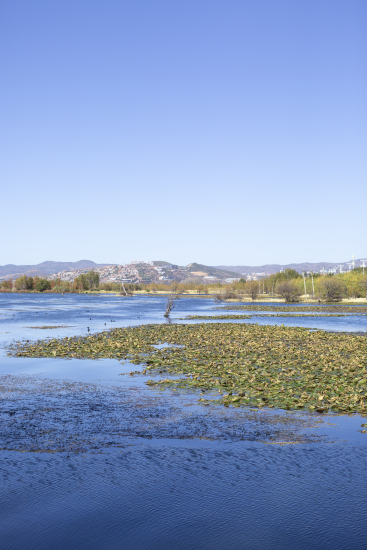 蔚蓝色湖面上浮萍高清图