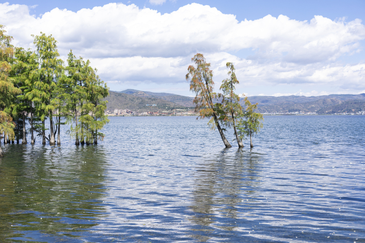 蓝色湖泊绿色植物实拍图版权图片下载