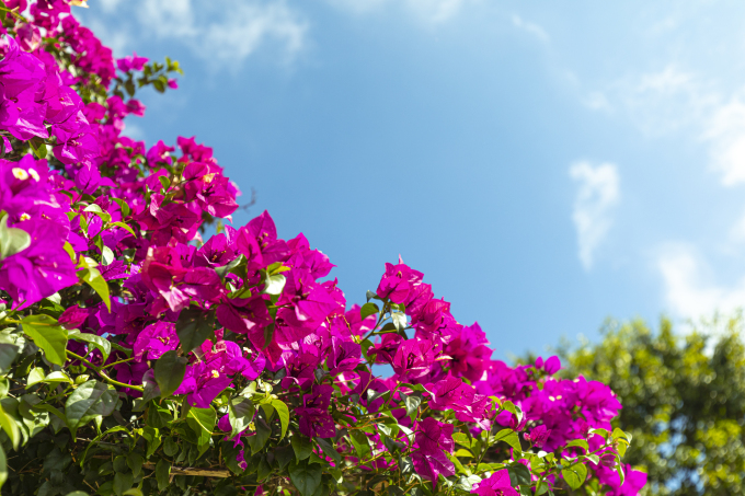 玫红色鲜花唯美花朵高清图