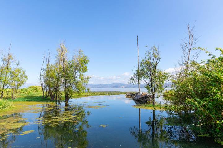 湖泊绿色植物自然风景高清图版权图片下载