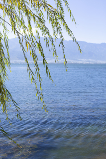 湖边柳树自然风光实拍图