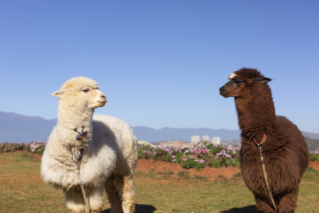 山水风景区羊驼实拍图版权图片下载
