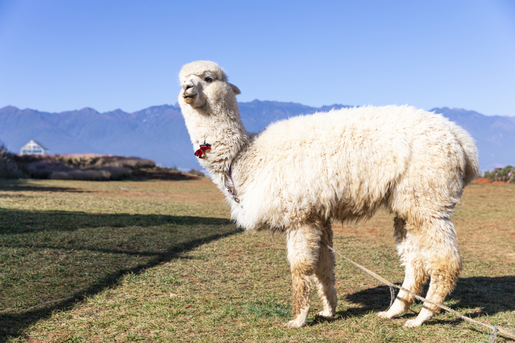 蓝色天空下的可爱白色羊驼图版权图片下载