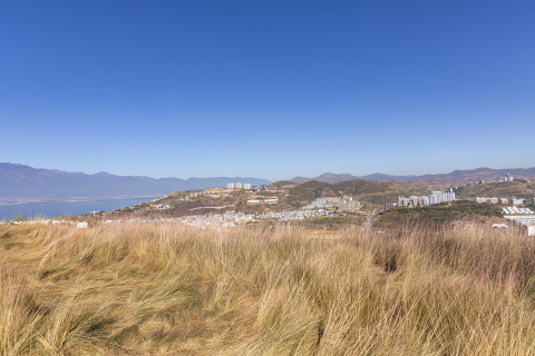 秋季山顶芦苇风吹高清图