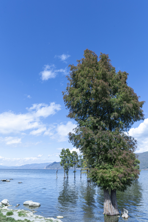 笔直大树蓝天自然风景高清图版权图片下载