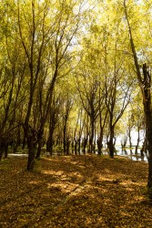 枫树林秋季风景实拍图
