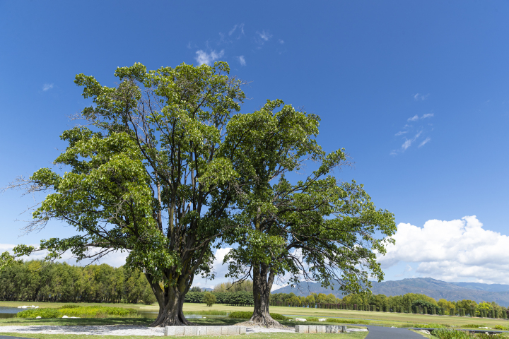 蓝天大树景观植物实拍图版权图片下载