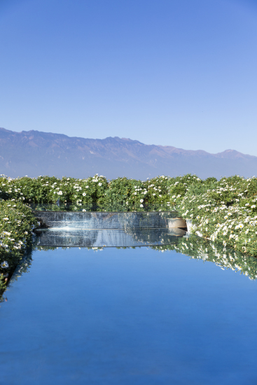 艺术花朵清澈湖水高清图