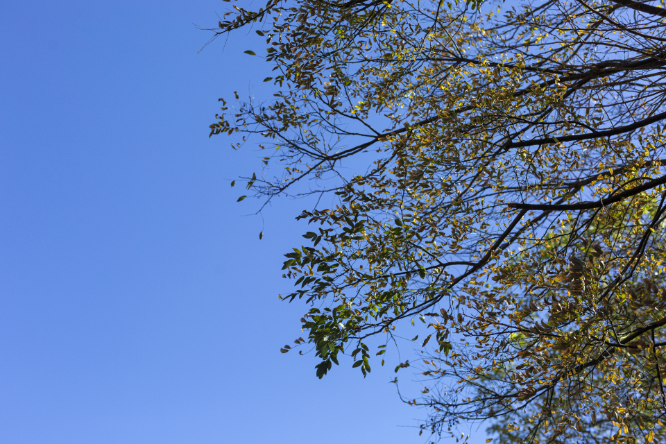 蓝天白云下茂盛树木实拍图