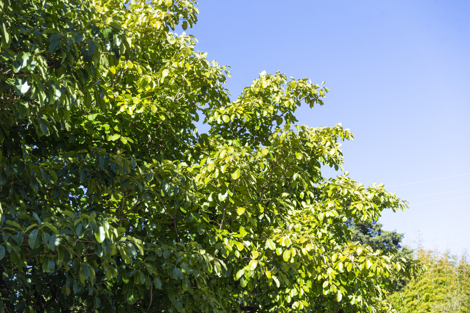 生机勃勃的大树树冠实拍图