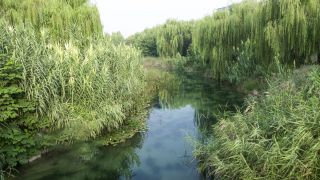 小河边垂柳芦苇夏日实拍图