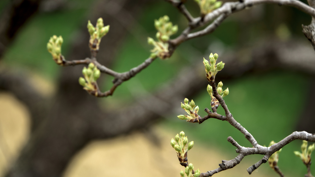 植物园绿植鲜花风景特写图版权图片下载