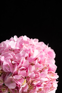 粉色唯美绣球花花束高清图