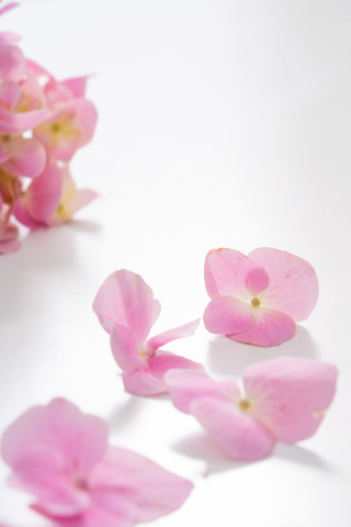 粉色鲜花花瓣近景高清图