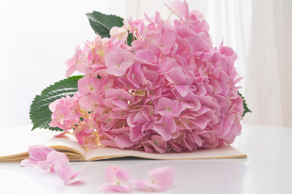 桌面上的一簇鲜花高清图