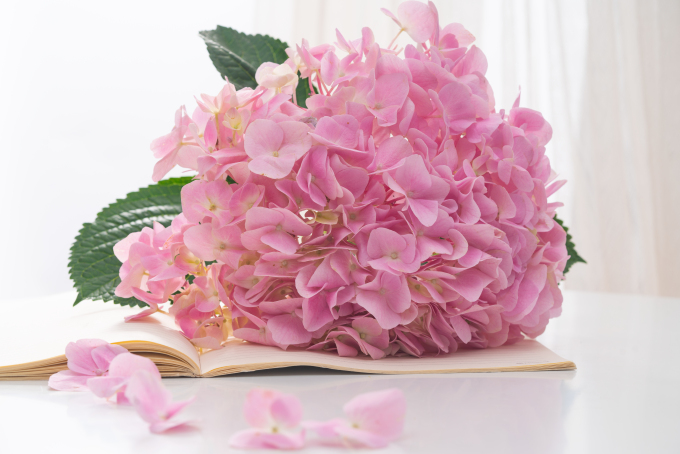 桌面上的一簇鲜花高清图