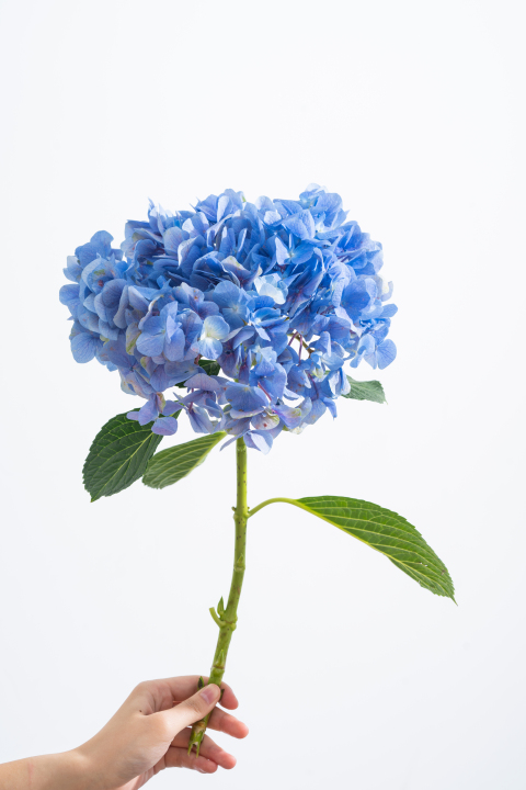 蓝色绣球花手拿鲜花实拍图版权图片下载