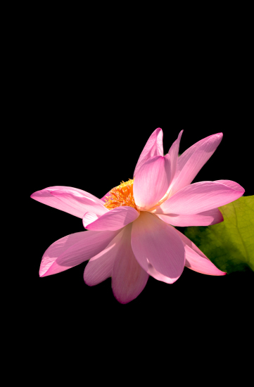 一多粉色盛开的荷花高清图