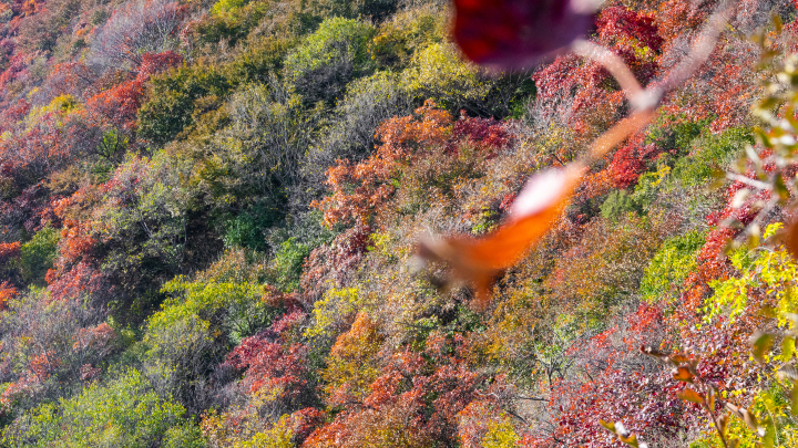 漫山遍野红绿树植物高清图版权图片下载