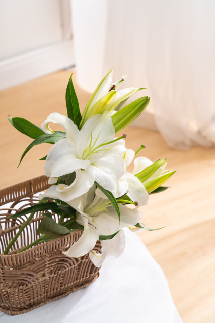 清晨绽放的鲜花高清图