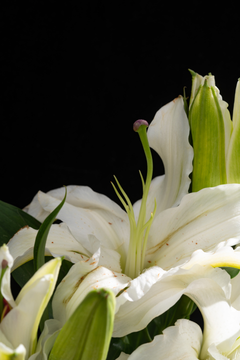 美丽的白色百合花朵实拍图版权图片下载